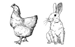 Imagen para ilustrar los productos referentes a las carnes de aves y conejo