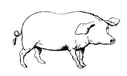 Imagen para ilustrar los productos provenientes de cerdos ibéricos y blancos