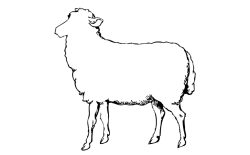 Imagen para ilustrar las carnes correspondientes al cordero y al lechal