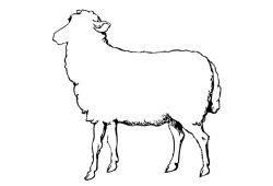 Imagen para ilustrar las carnes correspondientes al cordero y al lechal