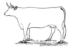 Imagen para ilustrar las carnes de ternera haciendo mención especial a la "Ternera Charra"